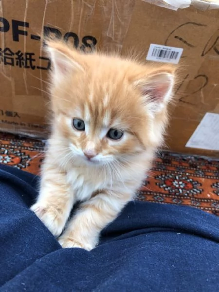 bellissimi maine coon puri al 100%