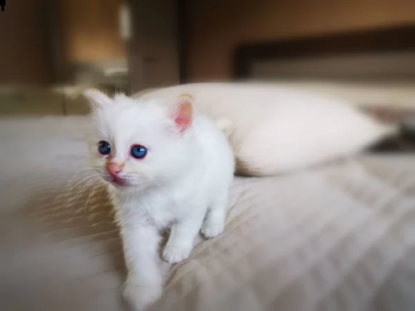 cucciolata sacro di birmania 65gg | Foto 0