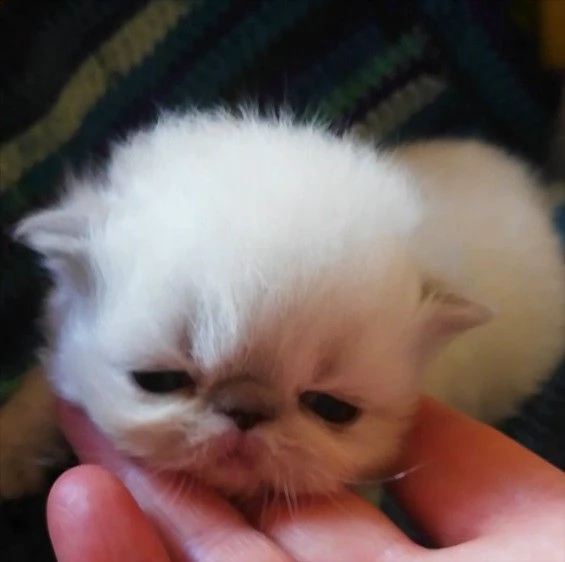 cuccioli gattini persiano | Foto 0