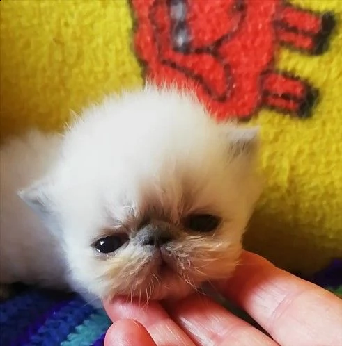 cuccioli gattini persiano