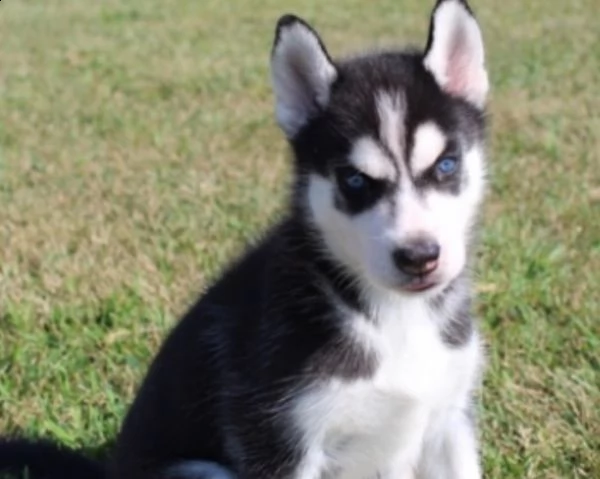 cuccioli razza siberian husky occhi blu