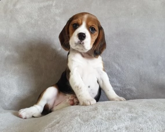 cuccioli beagle maschi femmine