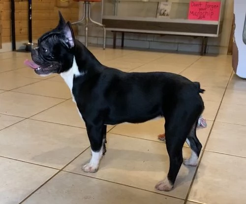 cuccioli bulldog francesi