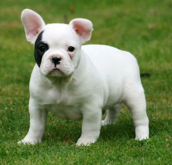 cuccioli bulldog francesi ,