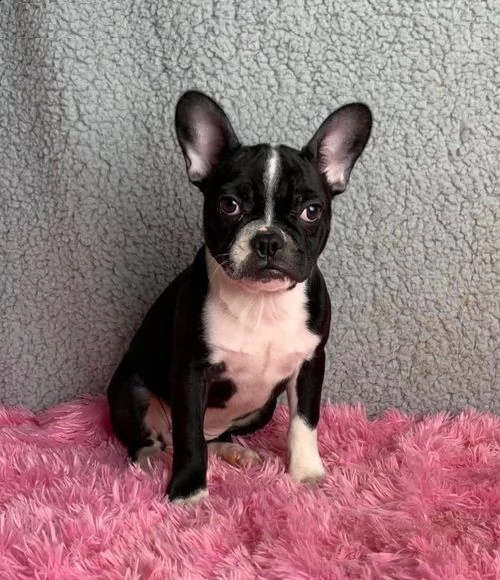 cuccioli bulldog francesi ,[