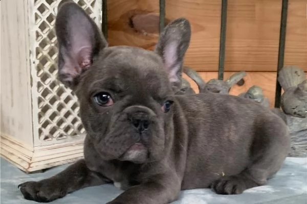 cuccioli bulldog francesi ,[ | Foto 0