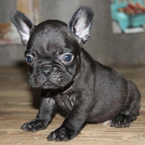cuccioli bulldog francesi ,#