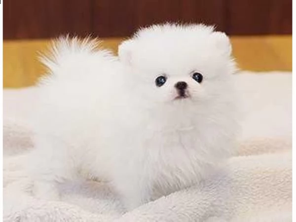 pomeranian toy maschio e femmina bellissima