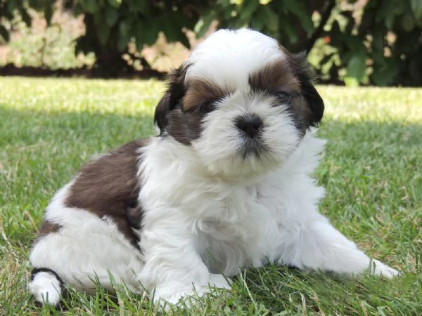  regalo cucciolo bellissima cucciola shitzu