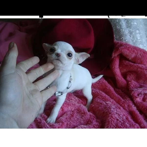 carino e adorabile chihuahua cuccioli pronti 