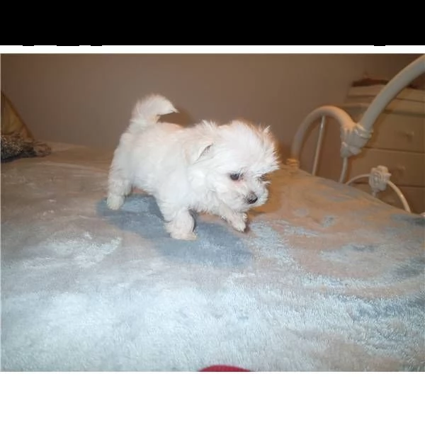 cuccioli di maltese mini toy*(