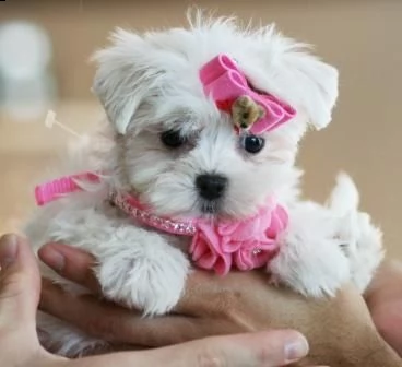 cuccioli di maltese mini toy*( | Foto 1