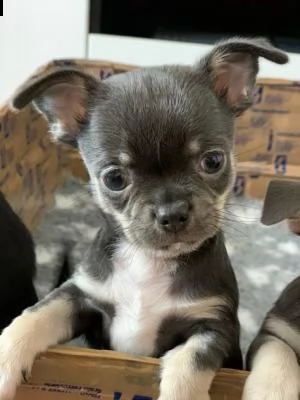 bellissimo cuccioli di chihuahua con pedigree enci