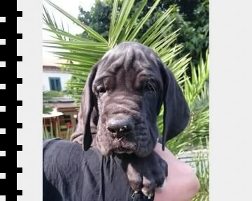 disponibili cuccioli alano