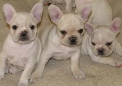 regalo bulldog francese cuccioli disponibile....