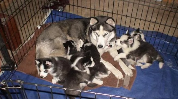 cuccioli di siberian husky disponibili per adozione
