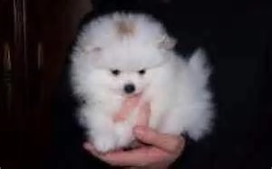 spitz mini toy bellissimi tranquillissimi e generossissimi