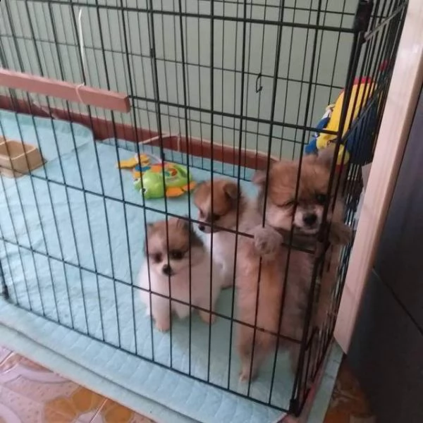 disponibili cuccioli di spitz tedesco nano pomerania di 60 gg sverminati con primo vaccino per maggi