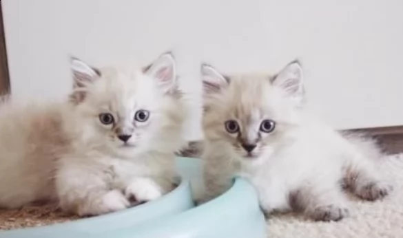 gattini adorabile munchkin