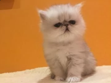 bellissimo cuccioli persiano