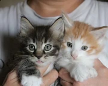 norvegese delle foreste con pedigree anfi