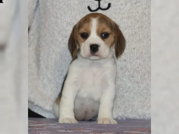 adorabili cuccioli di beagle per l'adozione.