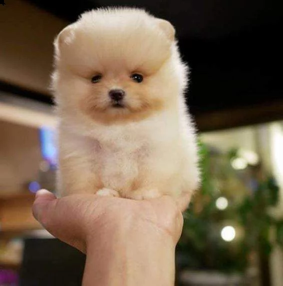 vendiamo cuccioli di volpino toy della pomerania toy di 2 mesi e mezzo