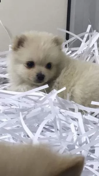 cucciolini volpini spitz pomerania favolosissimi tenerissimi di 2 mesi 