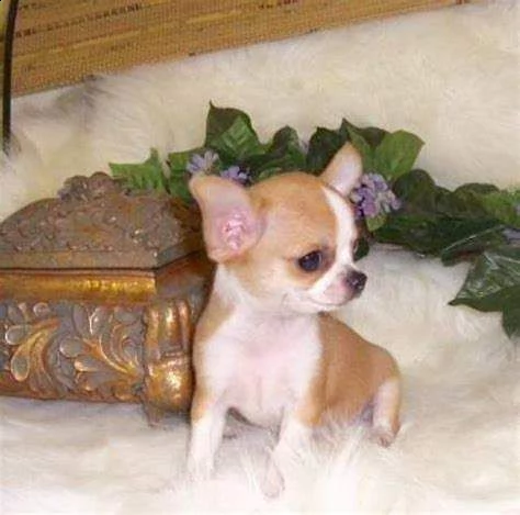 disponibili cuccioli di bellissimi chihuahua toy velocisissimi e dolcissimi 