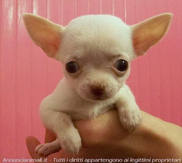disponibili cucciolo chihuahua toy bellissimi e originalissimi di 70 giorni 