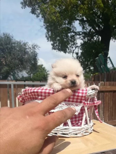 piccoletto di taglia toy stupendi spitz di pomerania . il cagnolino ha 65 giorni circa