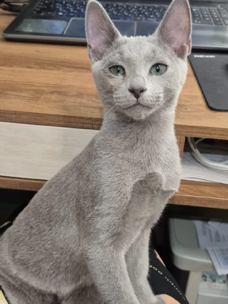 Splendidi gattini blu di russia | Foto 6