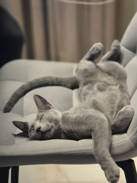 Splendidi gattini blu di russia | Foto 5