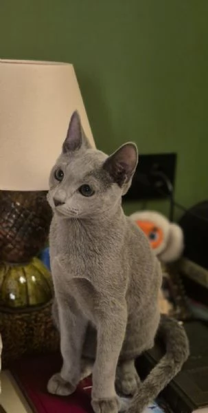 Splendidi gattini blu di russia | Foto 4