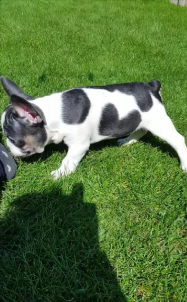 bouledogue francese per una nuova casa | Foto 0