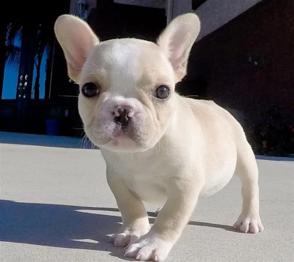 bouledogue francese per una nuova casa