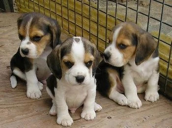 vendita bellissimi cuccioli di beagle 
