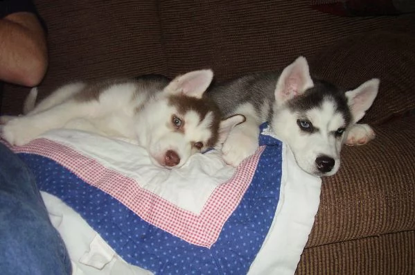 i cuccioli di  siberian husky hanno bisogno di una nuova casa | Foto 0