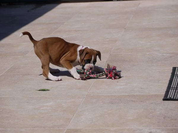 cuccioli di boxer  hanno bisogno di una nuova casa. | Foto 0