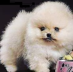disponiamo cuccioli di spitz pomerania toy originalissimi