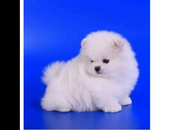 disponibili cuccioli di spitz pomerania nano vivacissimi 