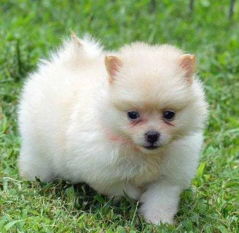 cuccioletti volpini di pomerania con microchip e certificato di salute