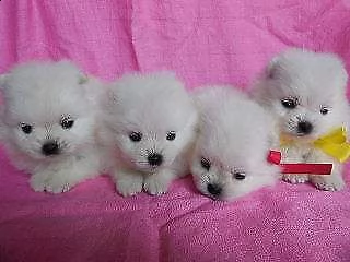 cuccioli di spitz pomerania toy di 2 mesi e mezzo meravigliosi e perfetti