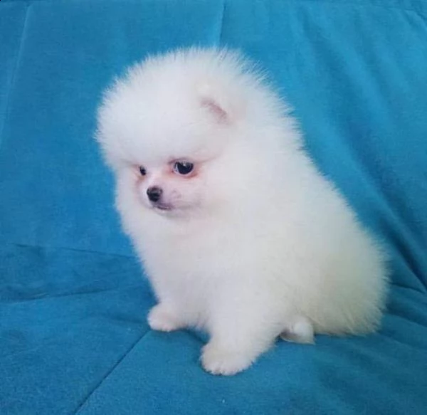 disponiamo cuccioli di spitz pomerania toy di 65 giorni