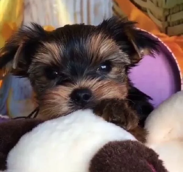 sweet loving yorkie puppies for sale 