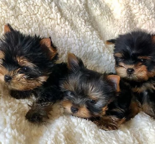 sweet loving yorkie puppies for sale  | Foto 0