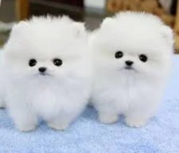 sweet pomerian puppies for sale | Foto 2