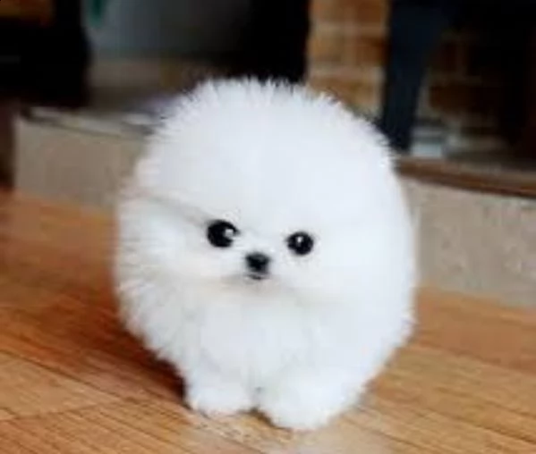 sweet pomerian puppies for sale