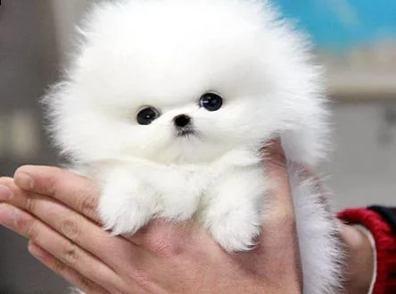 sweet pomerian puppies for sale | Foto 1