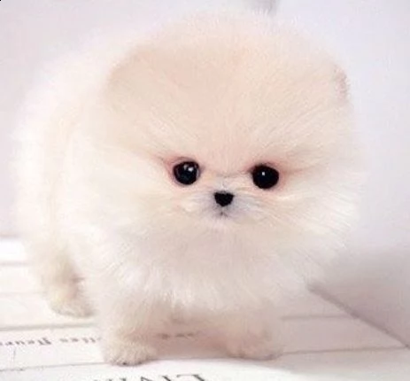 sweet pomerian puppies for sale | Foto 0